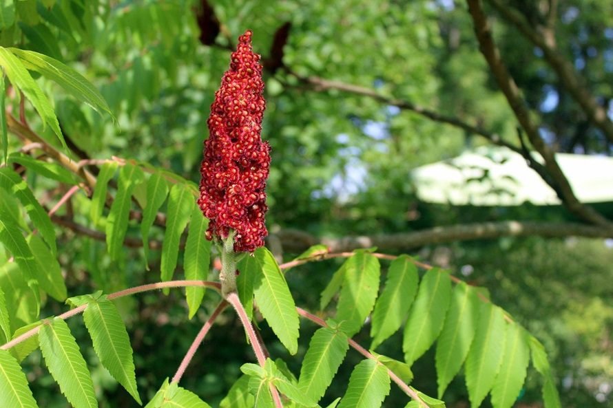 sumac tree
