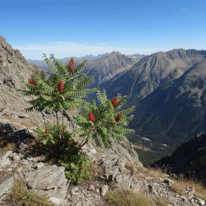 Wild sumac shrub growing on a mountain slope