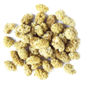 White mulberry — ingredient in Moly Organic Herbal Tea Love