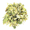 Hops — ingredient in Moly Organic Herbal Tea Night Cup